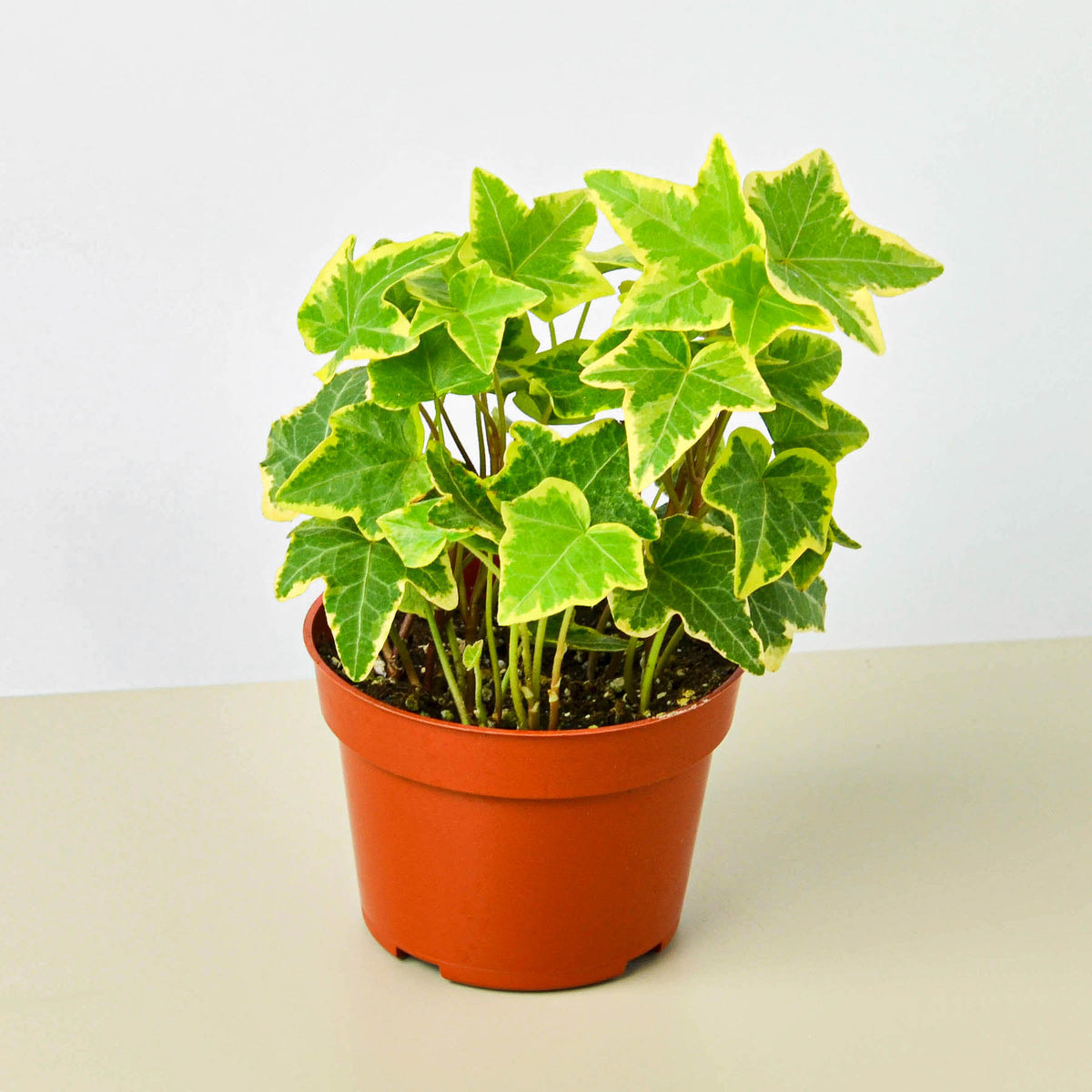 english ivy potted plant English Ivy 'Gold Child' | Indoor Plant | Tropical Plant | Potted Plant