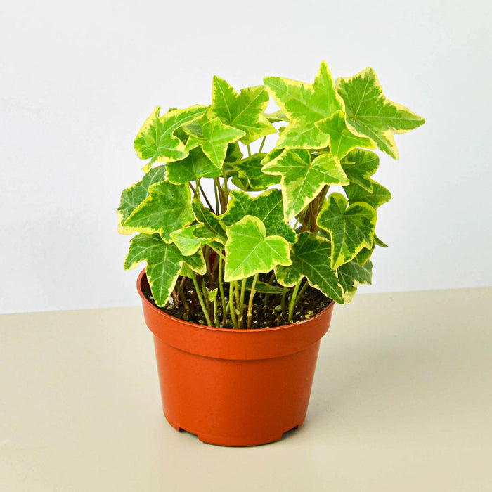 is english ivy indoor plant English Ivy 'Gold Child' | Indoor Plant | Tropical Plant | Potted Plant
