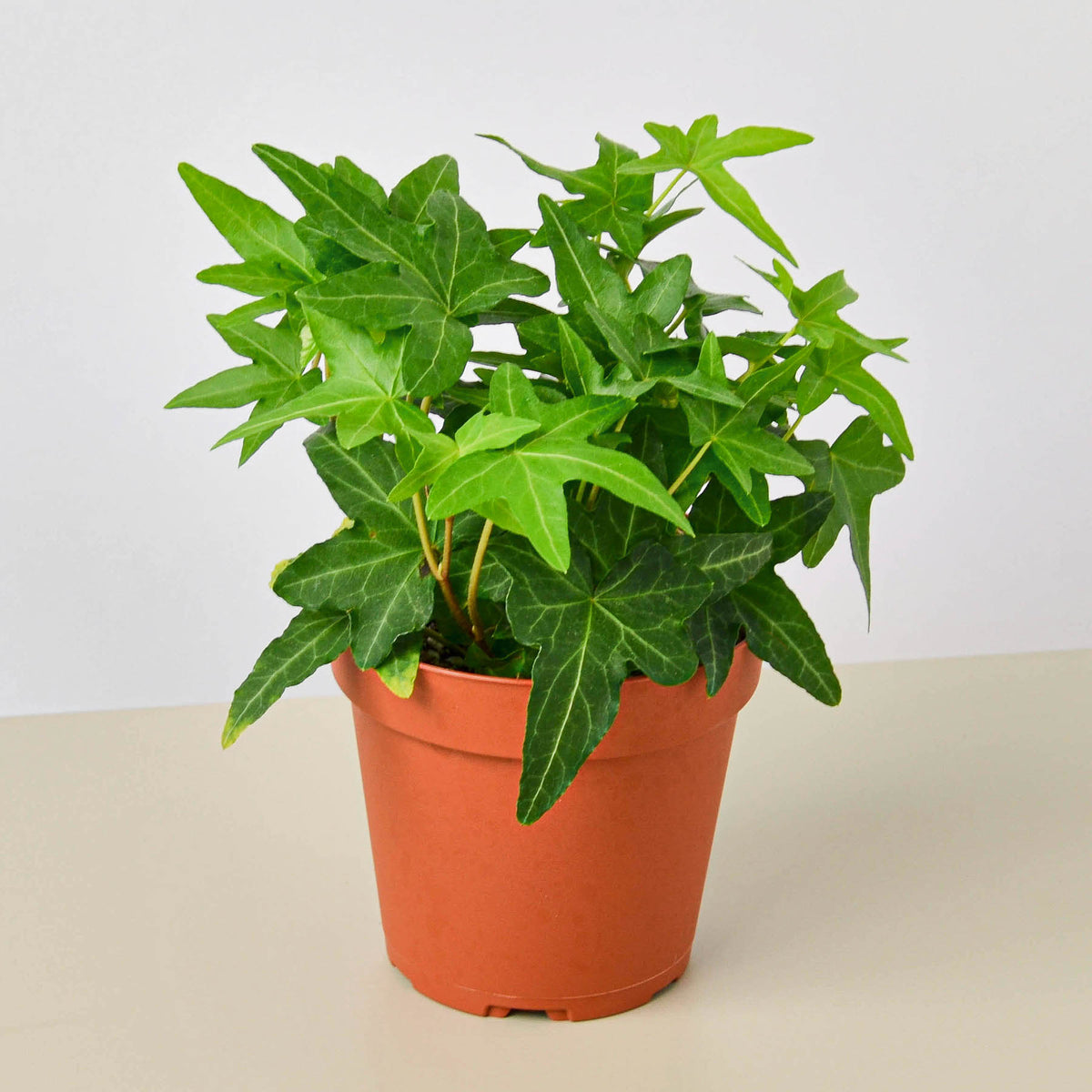 ivy indoor plant English Ivy 'Green California' | Indoor Plant | Tropical Plant | Potted Plant
