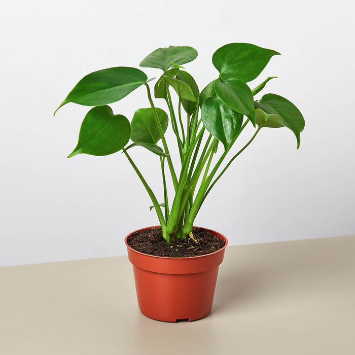 easyplant monstera Monstera Bundle | Indoor Plant | Tropical Plant | Potted Plant