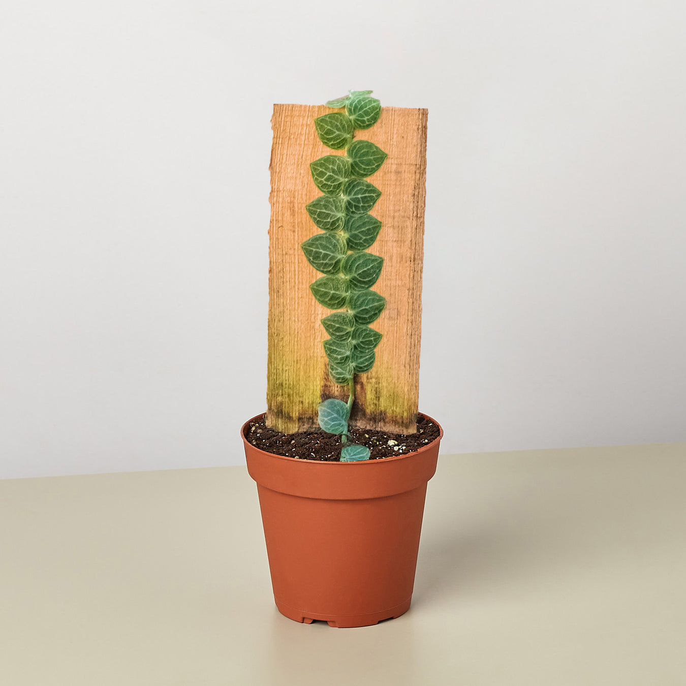 Rhaphidophora Plants