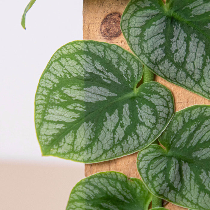 monstera plant dubai Monstera 'Dubia' (Shingle Plant) - 4" Pot | Indoor Plant | Tropical Plant | Potted Plant