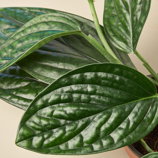 monstera peru large Monstera 'Peru' | Indoor Plant | Tropical Plant | Potted Plant