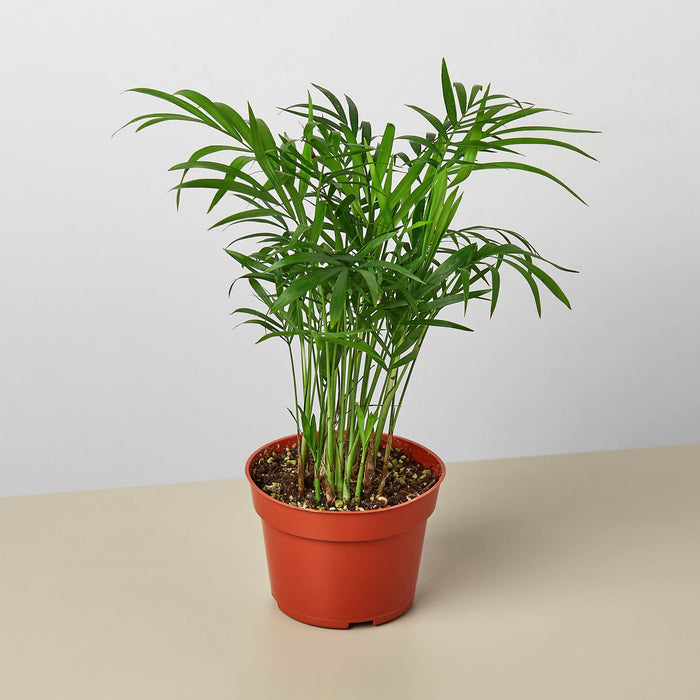large parlor palm tree Parlor Palm | Indoor Plant | Tropical Plant | Chamaedorea elegans | Potted Plant