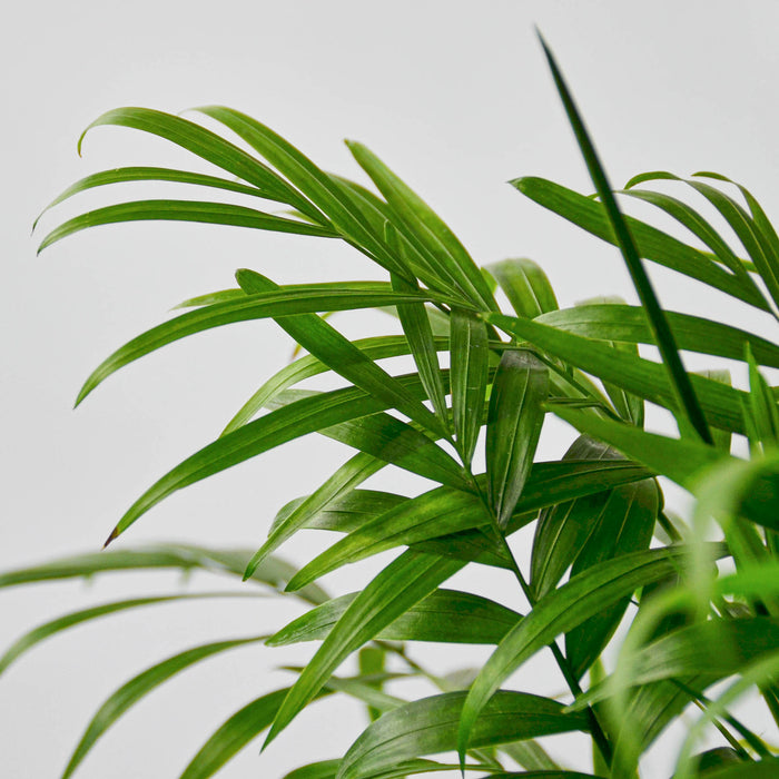 live parlor palm for sale Parlor Palm | Indoor Plant | Tropical Plant | Chamaedorea elegans | Potted Plant