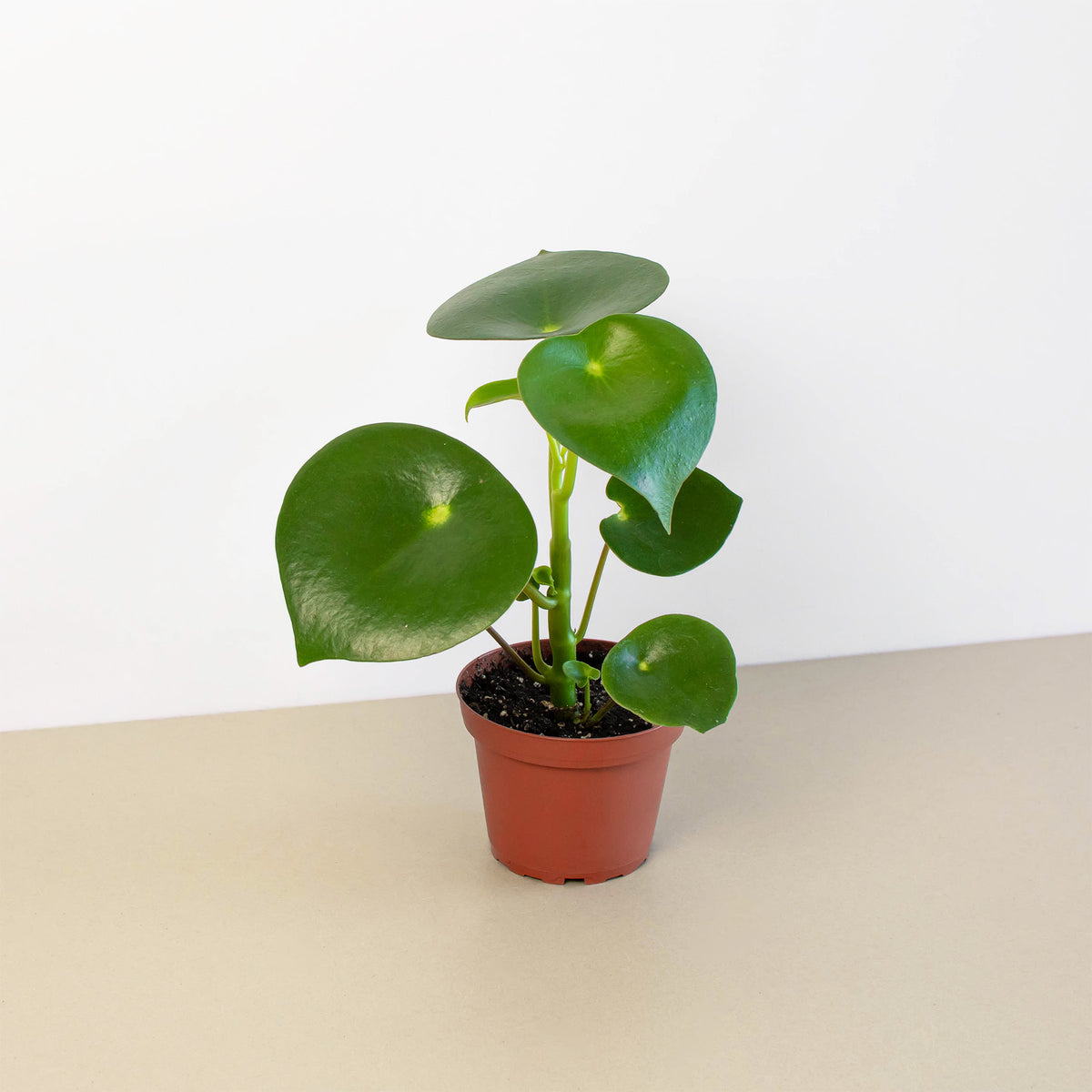 peperomia raindrop vs chinese money plant Peperomia 'Raindrop' | Indoor Plant | Tropical Plant | Potted Plant