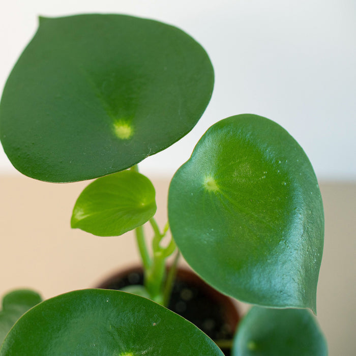 raindrop house plant Peperomia 'Raindrop' | Indoor Plant | Tropical Plant | Potted Plant