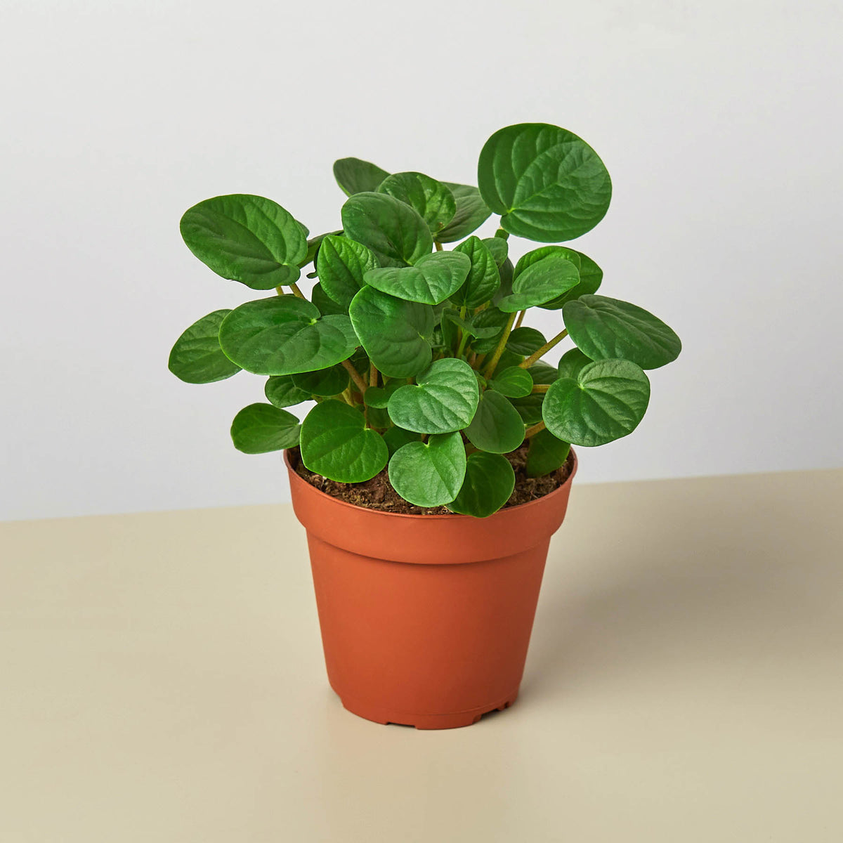 peperomia indoor plant Peperomia 'Rana Verde' | Indoor Plant | Tropical Plant | Potted Plant
