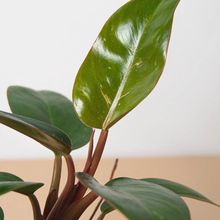 philodendron birkin pink Philodendron 'Birkin Pink' | Indoor Plant | Tropical Plant | Potted Plant