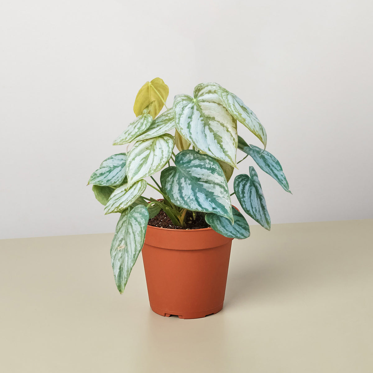 Philodendron 'Brandi' | Indoor Plant | Tropical Plant | Potted Plant