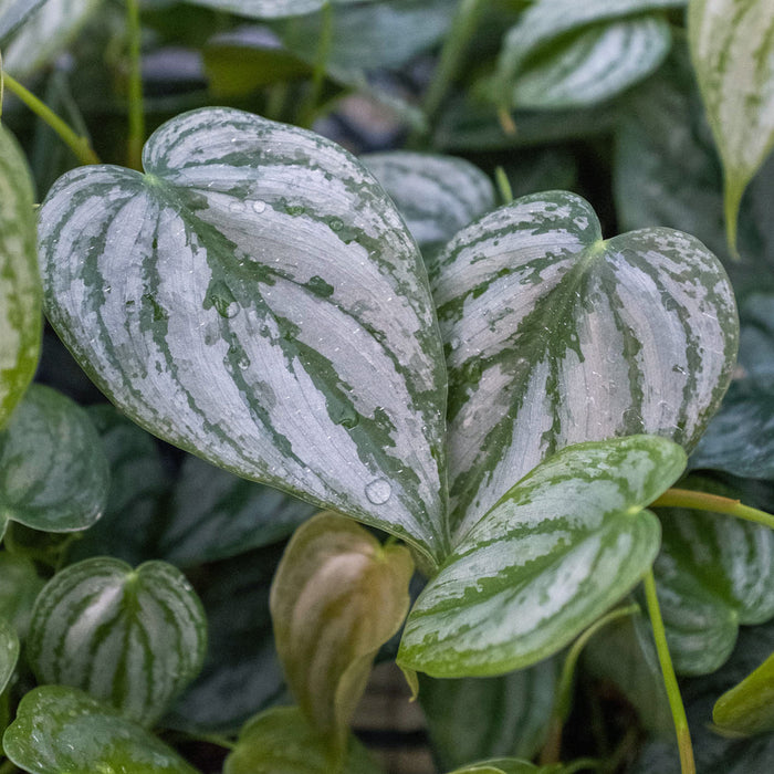 philodendron brandi distributor Philodendron 'Brandi'