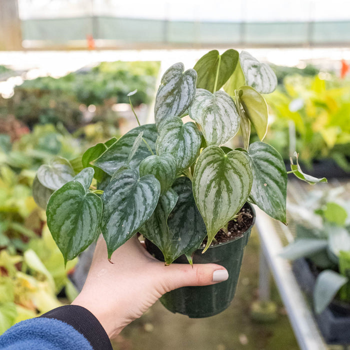 philodendron brandi distributor Philodendron 'Brandi'