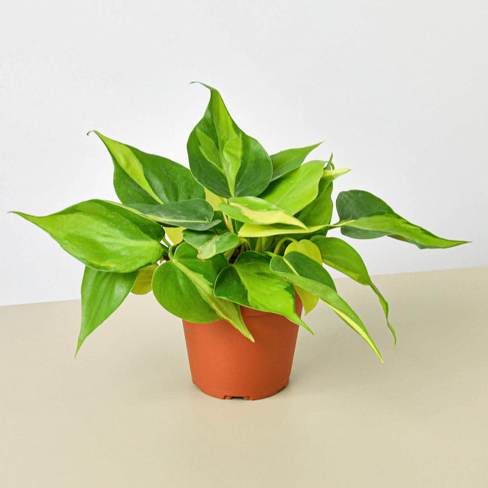 plant philodendron brasil Philodendron 'Brasil'