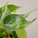 Philodendron Hederaceum 'Brasil' Cuttings (5 Pack) - House Plant Shop
