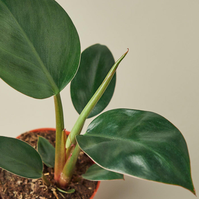 philodendron rouge Philodendron 'Congo Rojo' | Indoor Plant | Tropical Plant | Potted Plant