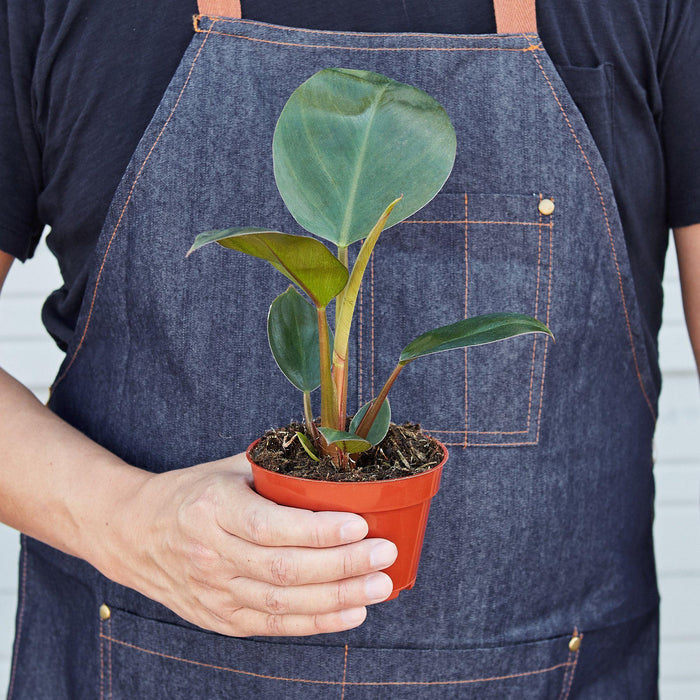 philodendron rojo congo full size Philodendron 'Congo Rojo' | Indoor Plant | Tropical Plant | Potted Plant