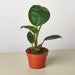 Philodendron 'Congo Rojo' - House Plant Shop