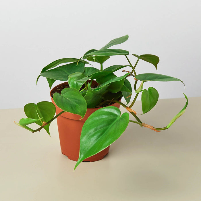 philodendron cruentum Philodendron Cordatum 'Heartleaf' | Indoor Plant | Tropical Plant | Potted Plant