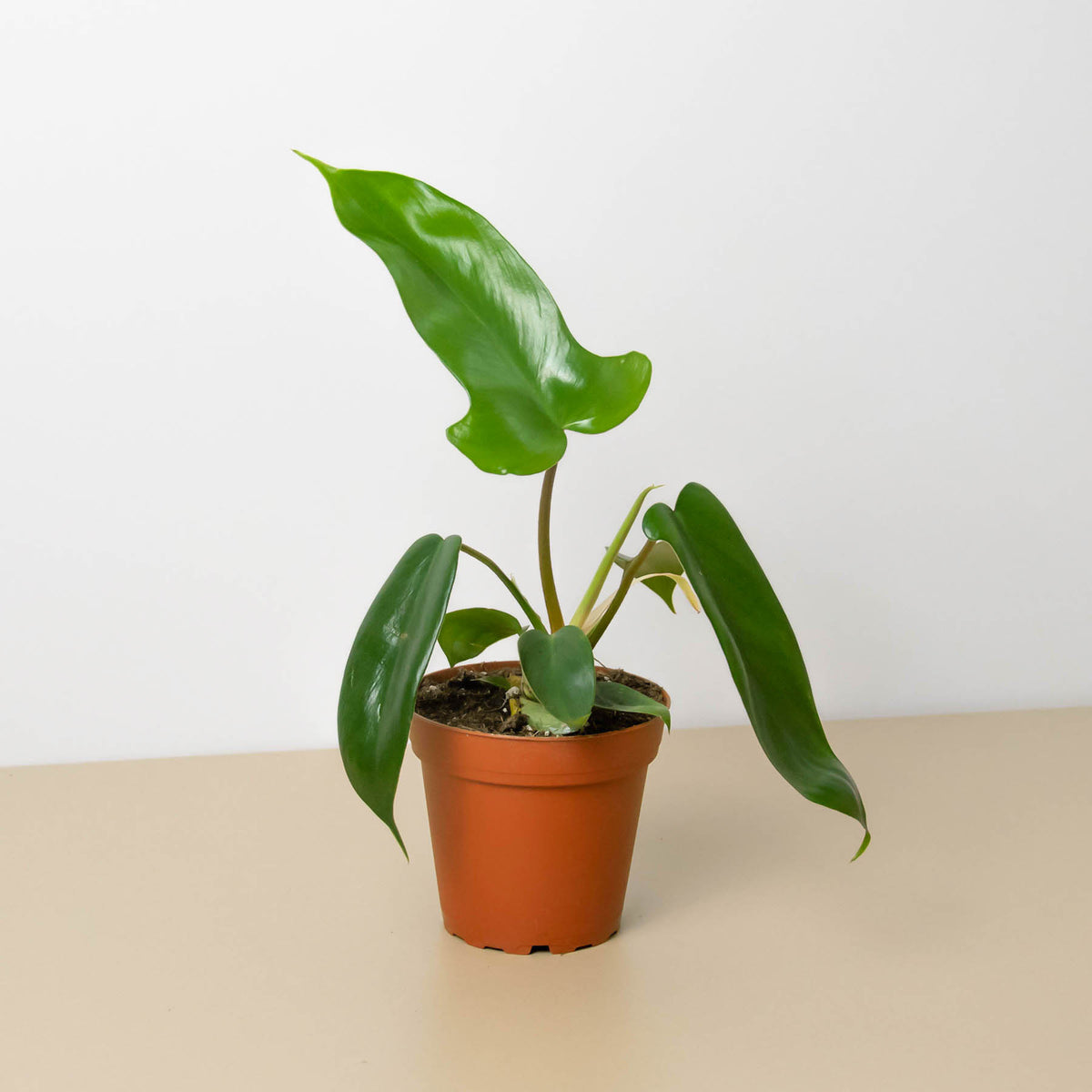 florida house plants Philodendron 'Florida Green'