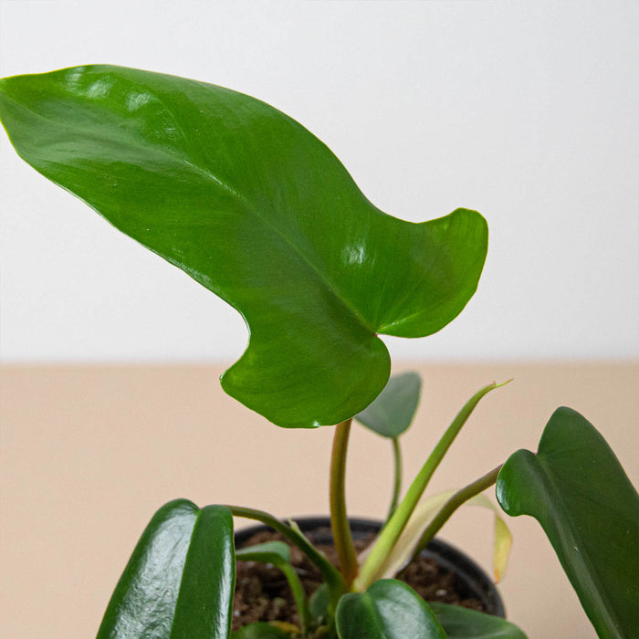 PHILODENDRON*FLORIDA GREEN***** (Neu (gemäss Beschreibung)) in PHILODENDRON*FLORIDA GREEN***** (Neu (gemäss Beschreibung)) in