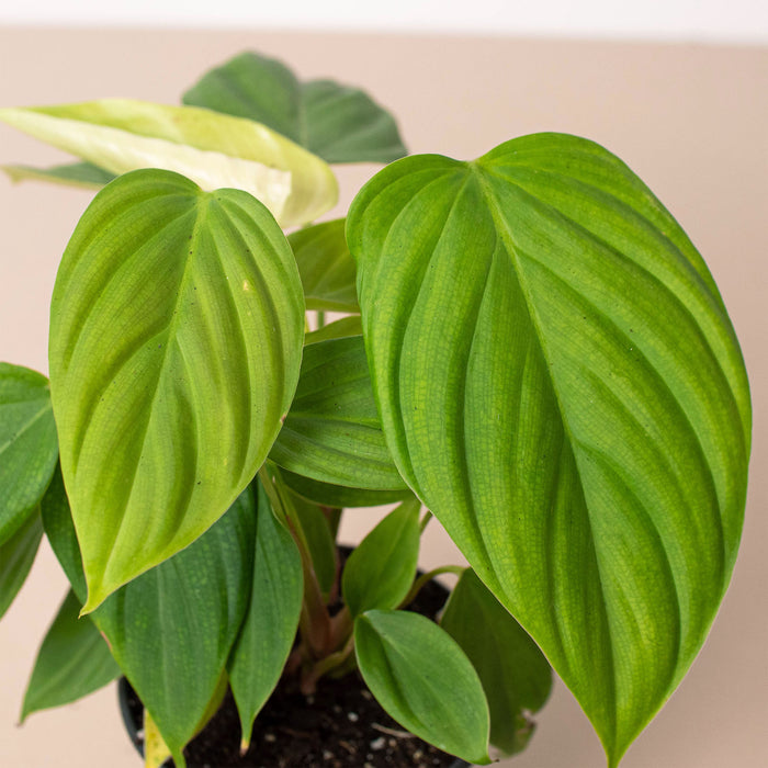fuzzy stem philodendron Philodendron 'Fuzzy Petiole' | Indoor Plant | Tropical Plant | Potted Plant