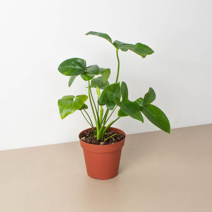 philodendron goeldii wiki Philodendron 'Goeldii'