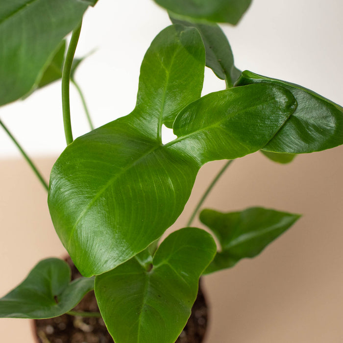 how to take care of a philodendron goeldii Philodendron 'Goeldii' | Indoor Plant | Tropical Plant | Potted Plant