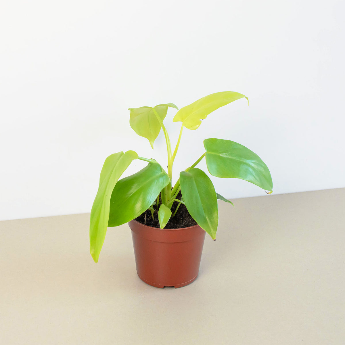 philodendron yellow violin Philodendron 'Gold Violin'