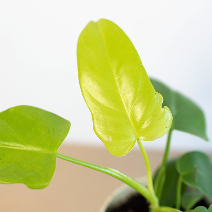 philodendron golden violin Philodendron 'Gold Violin'