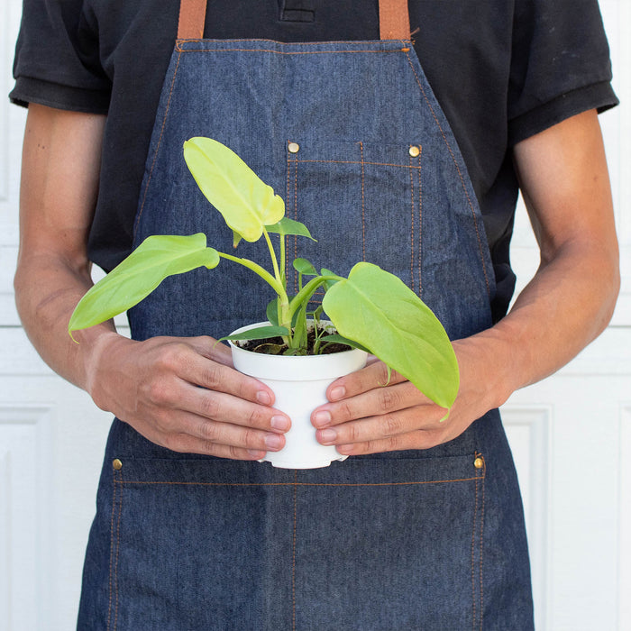 philodendron grandpipes Philodendron 'Gold Violin' | Indoor Plant | Tropical Plant | Potted Plant