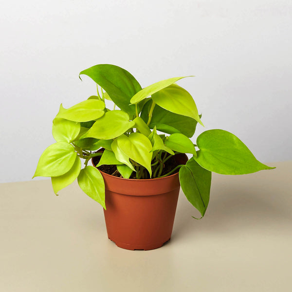 philodendron cordatum lime Philodendron Cordatum 'Neon' | Indoor Plant | Tropical Plant | Potted Plant