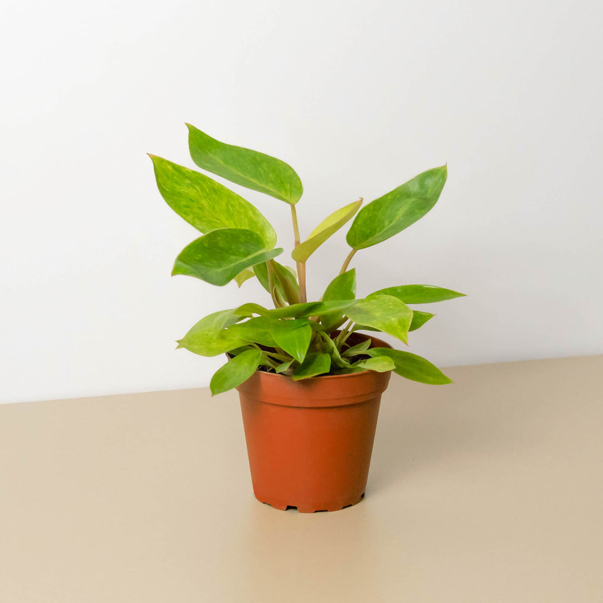 Philodendron 'Painted Lady' | Indoor Plant | Tropical Plant | Potted Plant 