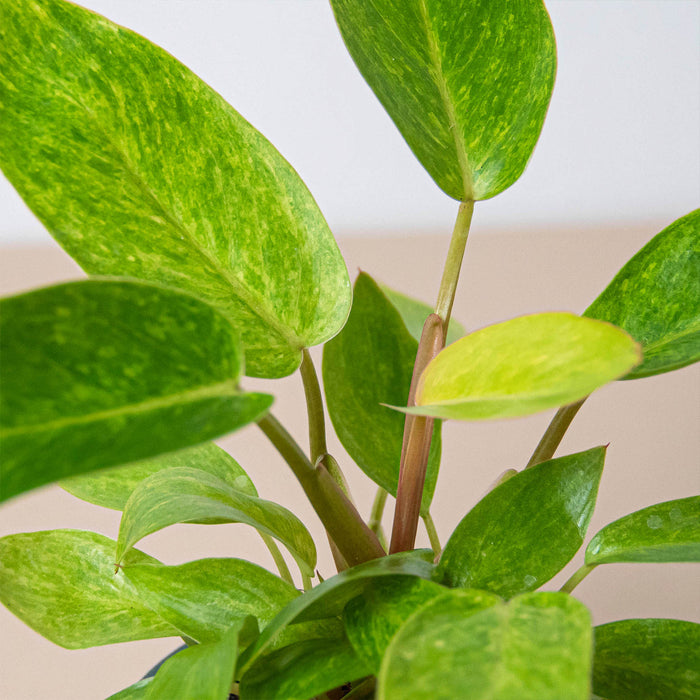 painted philodendron Philodendron 'Painted Lady' | Indoor Plant | Tropical Plant | Potted Plant