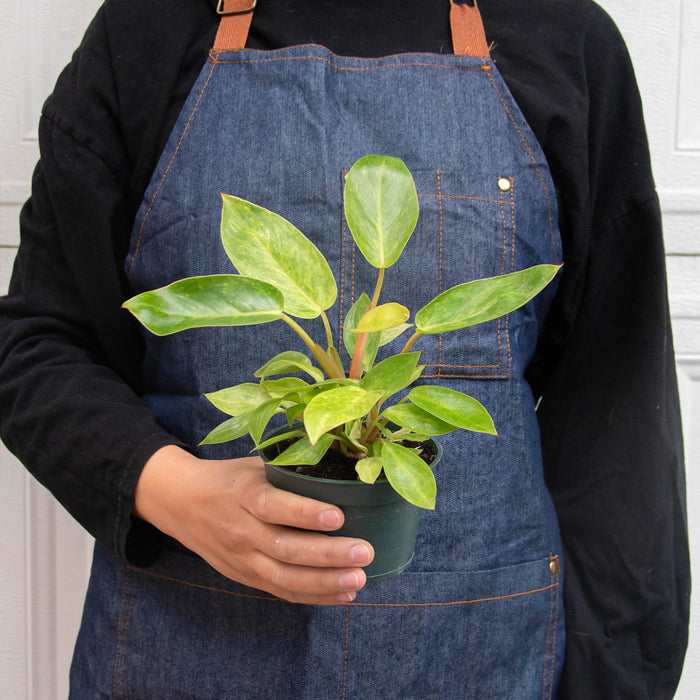 painted lady philodendron for sale Philodendron 'Painted Lady' | Indoor Plant | Tropical Plant | Potted Plant
