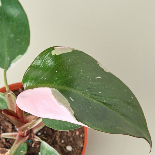 pink princess philodendron wholesale Philodendron 'Pink Princess' | Indoor Plant | Tropical Plant | Potted Plant