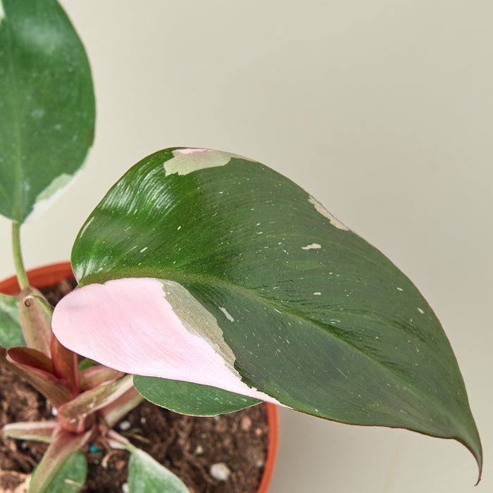 pink princess philodendron nursery Philodendron 'Pink Princess' | Indoor Plant | Tropical Plant | Potted Plant