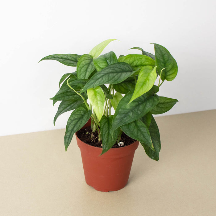 philodendron siltepecana Monstera 'Siltepecana'