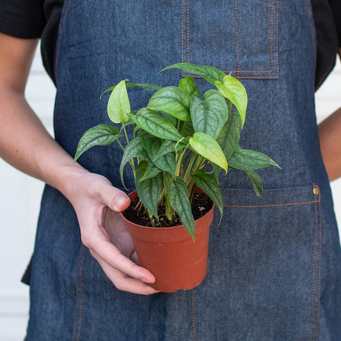 monstera siltepecana for sale Monstera 'Siltepecana' | Indoor Plant | Tropical Plant | Potted Plant