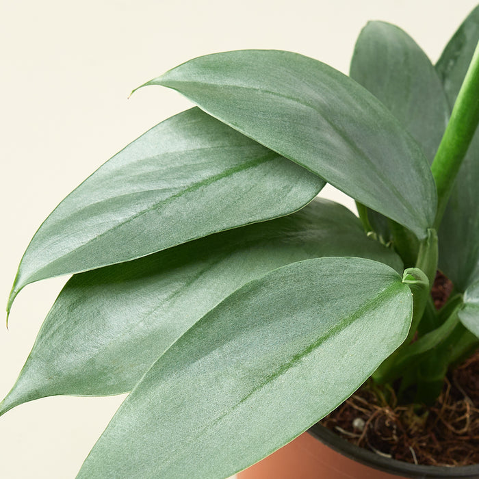 silver sword philodendron price Philodendron 'Silver Sword' | Indoor Plant | Tropical Plant | Potted Plant