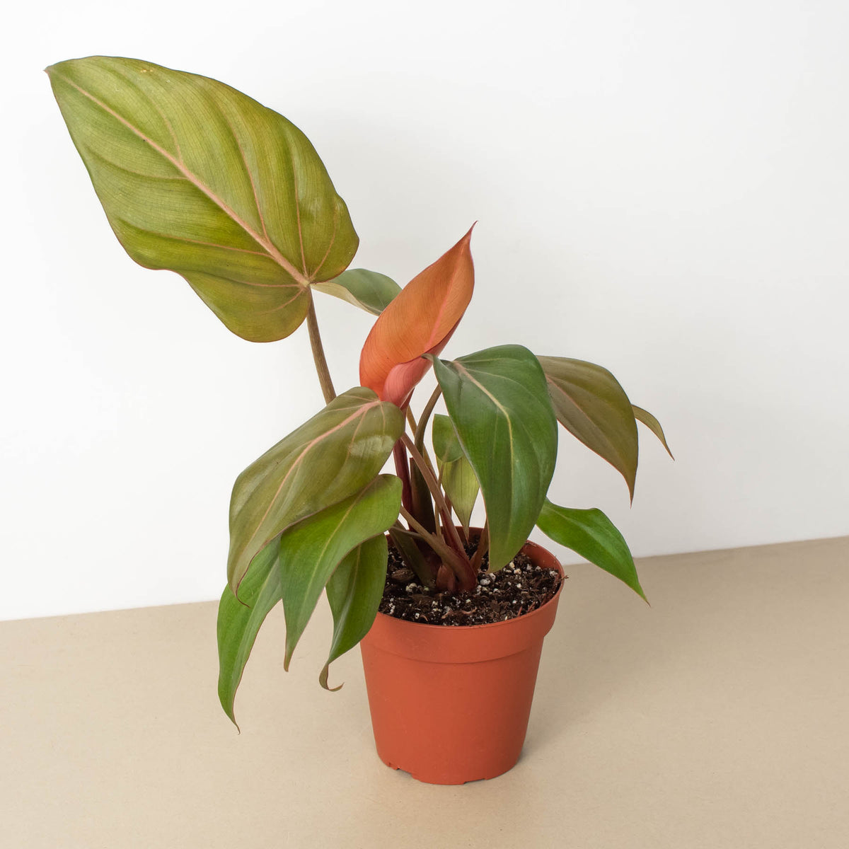 glorious philodendron Philodendron 'Summer Glory'
