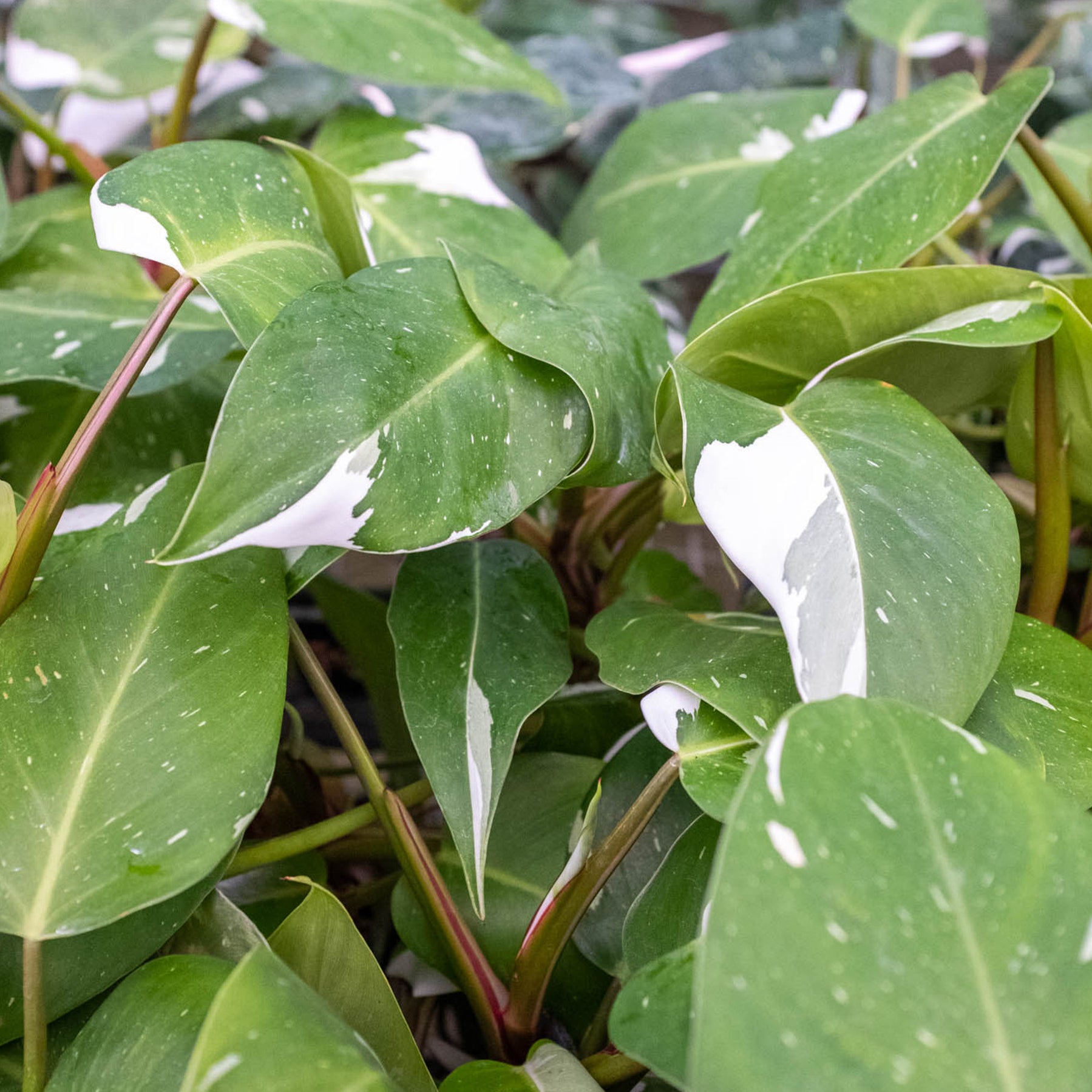 Philodendron White Knight Indoor Plant Tropical Plant Potted philodendron-white-knight-indoor-plant-tropical-plant-potted