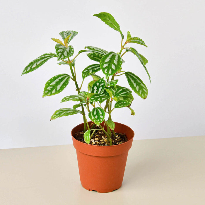 aluminum house plant Pilea 'Aluminum'