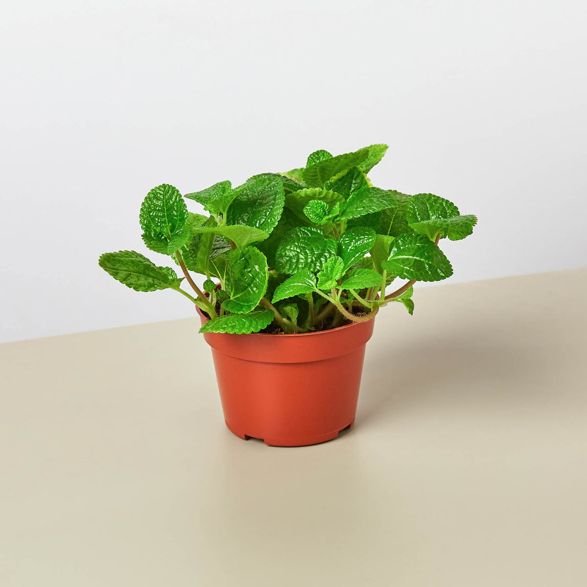 Pilea 'Crinkle' | Indoor Plant | Tropical Plant | Potted Plant