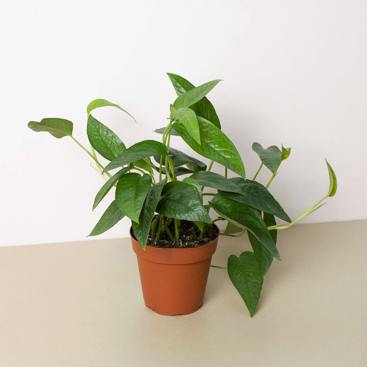 philodendron cebu blue kaufen Pothos 'Cebu Blue'