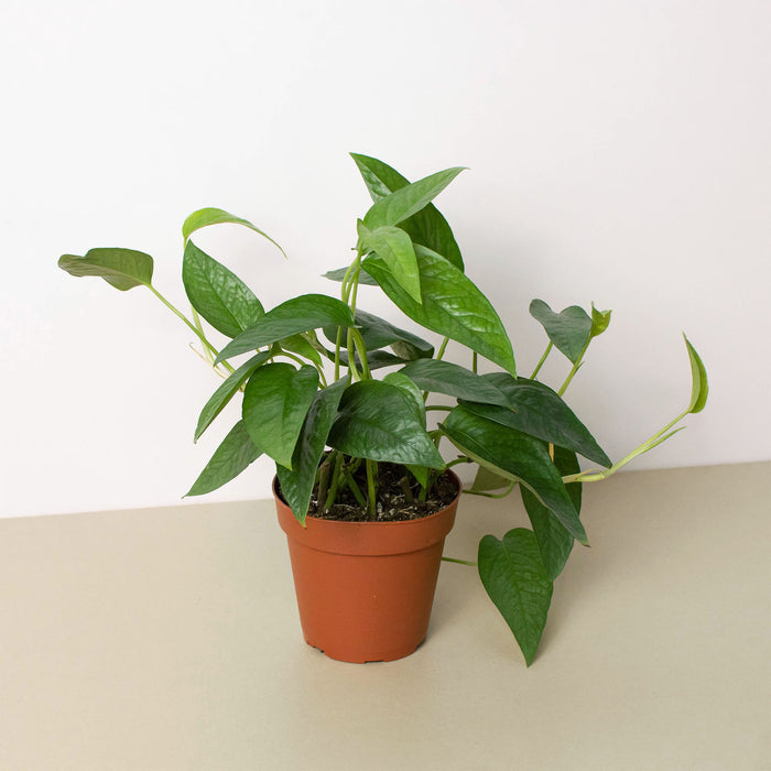 sea blue pothos Pothos 'Cebu Blue'