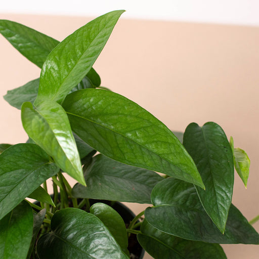 cebu blue pothos costa farms Pothos 'Cebu Blue' | Indoor Plant | Tropical Plant | Potted Plant
