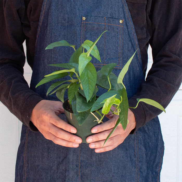 blue pothos for sale Pothos 'Cebu Blue' | Indoor Plant | Tropical Plant | Potted Plant