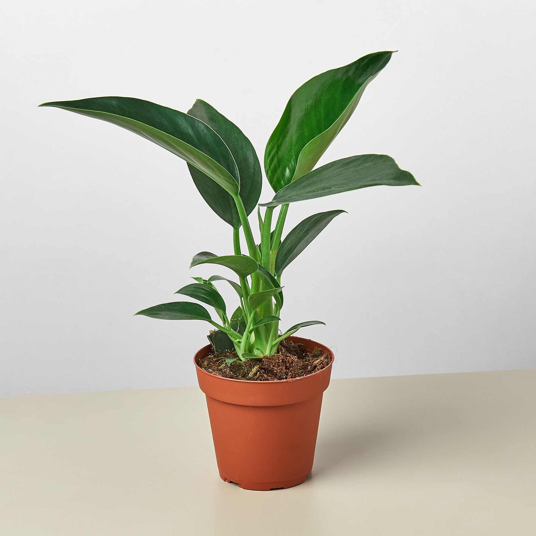 Philodendron 'Congo Green' - House Plant Shop