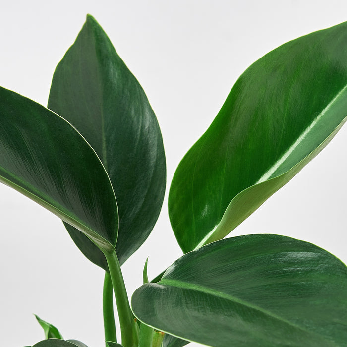 philodendron green congo scientific name Philodendron 'Congo Green' | Indoor Plant | Tropical Plant | Potted Plant