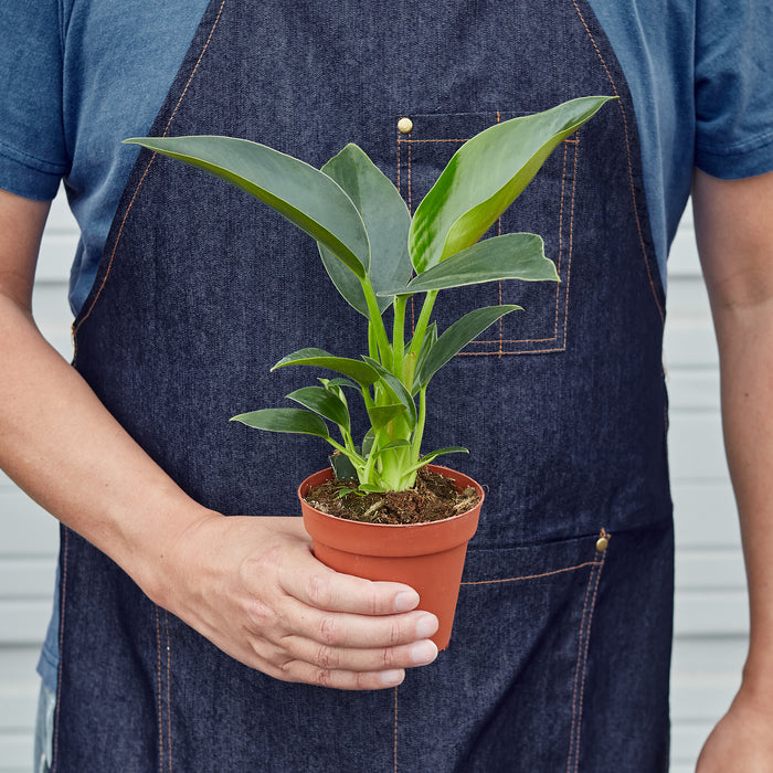 congo indoor plant Philodendron 'Congo Green'